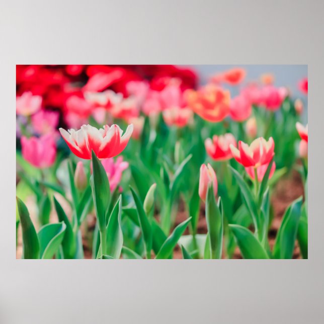 Poster Selecione foco, natureza incrível da bela vista Vi (Frente)