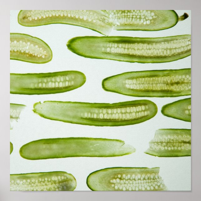 Poster Seletor Verde (Frente)