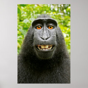Poster Selfie de Macaco