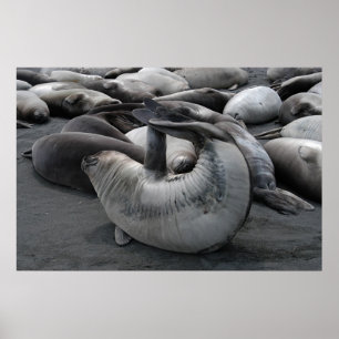 Póster Selo de Sereia (Poster)