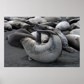 Póster Selo de Sereia (Poster)