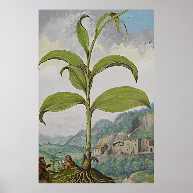 Poster Selo dos Antigos Solomons de Arte Botânica (Frente)