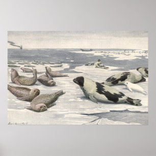 Póster Selos de harpa na neve ártica, animais marinhos d