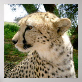 Poster Selva Africana Safari Selvagens Gatos Cheetahs