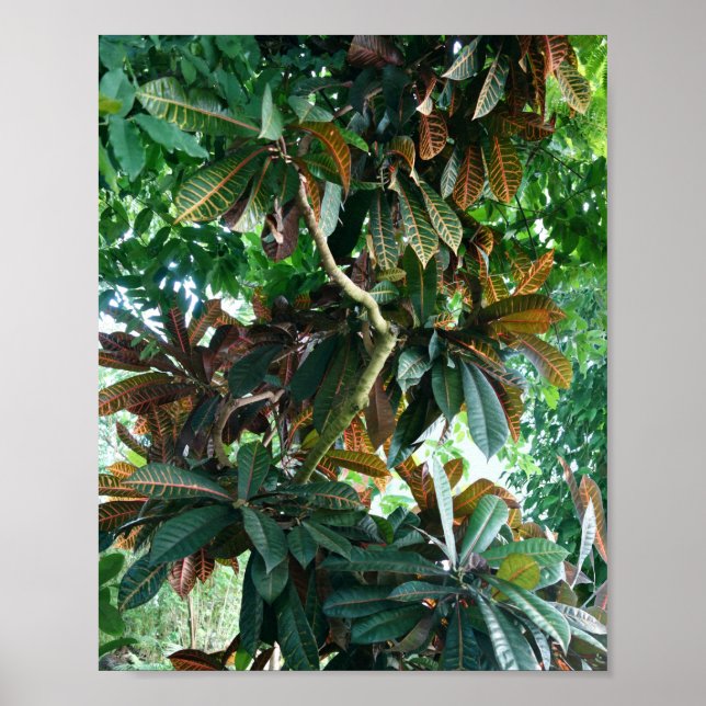 Poster Selva Tropical Verde (Frente)