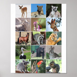 Poster Selvagem 15 Animais Picados na Natureza