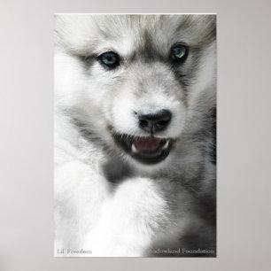 Poster selvagem de Cub de lobo