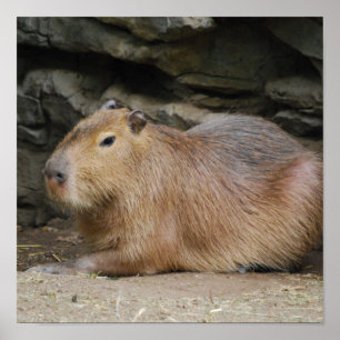 Poster selvagem do Capybara