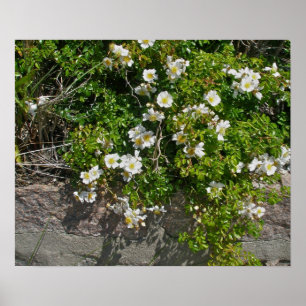 poster selvagem dos rosas brancos do Praia-side