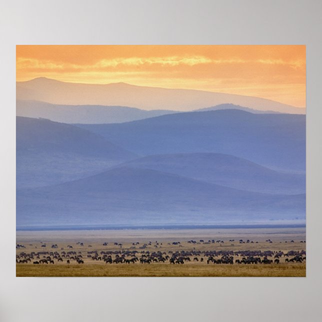 Póster Selvagem durante a migração, Connoquetes (Frente)