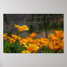 Poster selvagem e livre