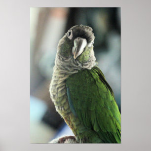 Poster Sem mais ouriço