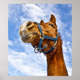 Poster sem passeio hoje