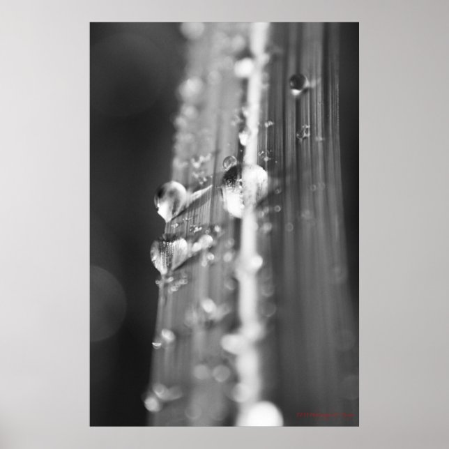 Póster Sem título (Frente)