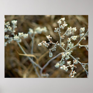 Poster Semana branca