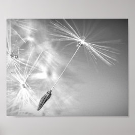 Poster Semente De Dandelion Com Fotografia Por Curso