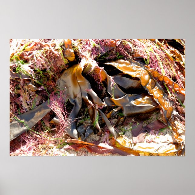 POSTER SEMENTE MARÍTIMA (Frente)