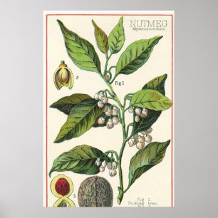 Póster Sementes da fruta da planta da noz-moscada do