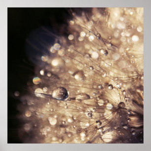 Poster Sementes de Dandalion com gotas na luz dourada
