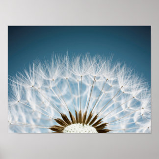 Poster Sementes De Dandelion