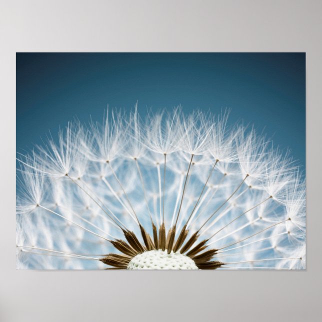 Poster Sementes De Dandelion (Frente)