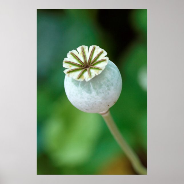 Póster Sementes de Flor Poppy, Cabo Ocidental (Frente)