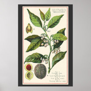 Póster Sementes De Frutas De Plantas Vintage Nutmeg, Plan