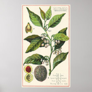 Póster Sementes De Frutas De Plantas Vintage Nutmeg, Plan
