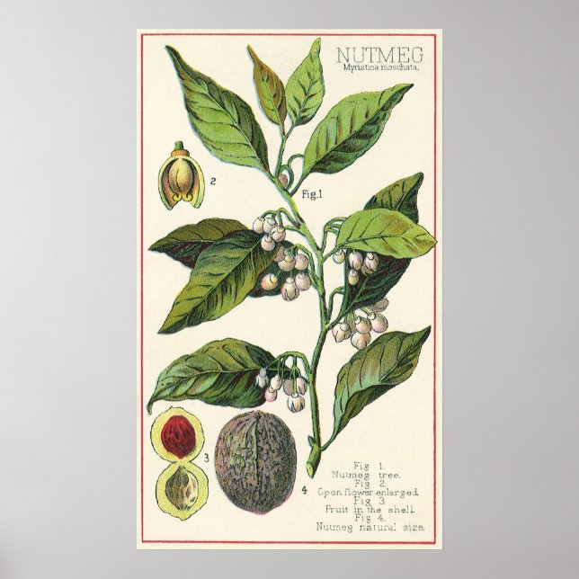 Póster Sementes De Frutas De Plantas Vintage Nutmeg, Plan (Frente)