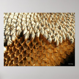 Poster - sementes de girassol