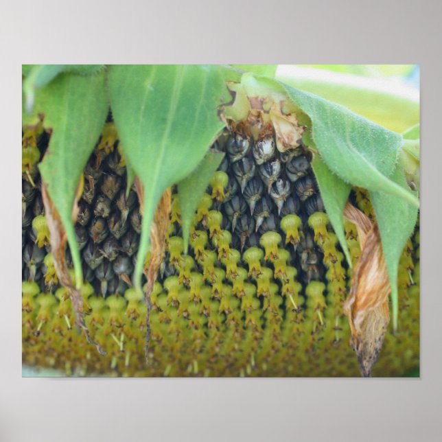 Póster Sementes De Girassol Na Flor Para Cima (Frente)