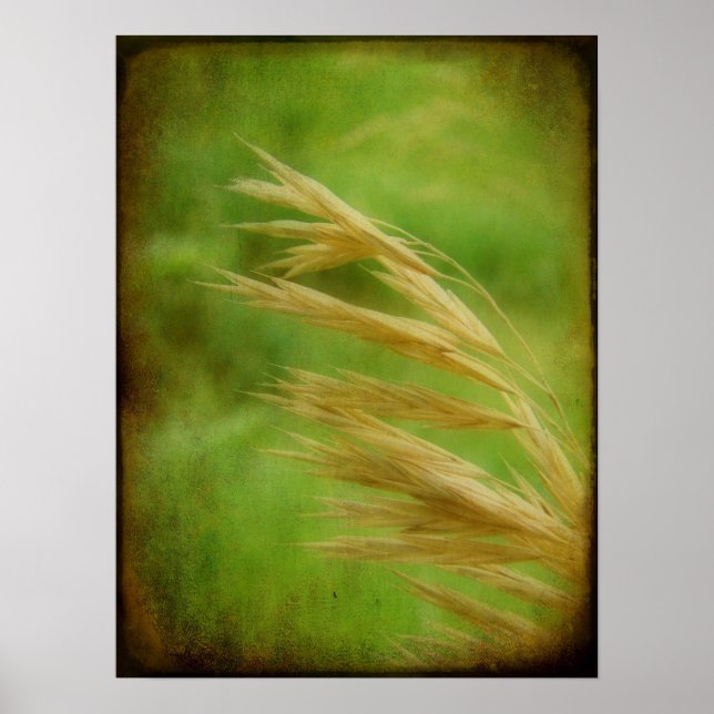 Poster Sementes De Grama (Frente)