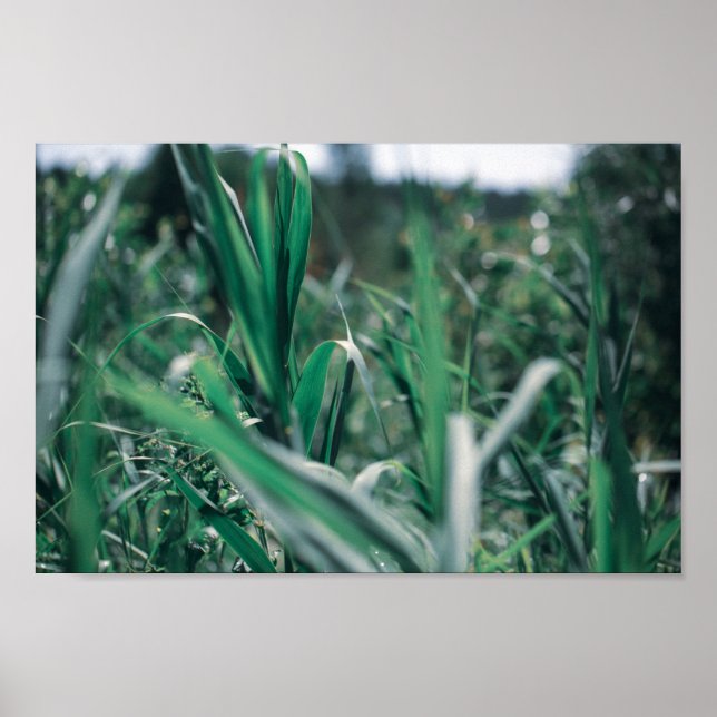 Poster Sementes De Grama Verde De Pastel Pálido (Frente)