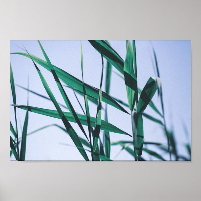 Poster Sementes De Grama Verde De Pastel Pálido (Frente)