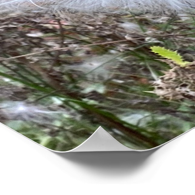 Poster Sementes de Milkweed e Seda (Borda)