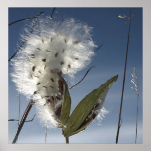 Póster Sementes e vagens do Milkweed