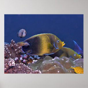Poster Semicircle Angelfish