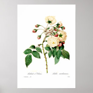 Póster Semperflorens de Rosa; d'Orleans de Adelaide