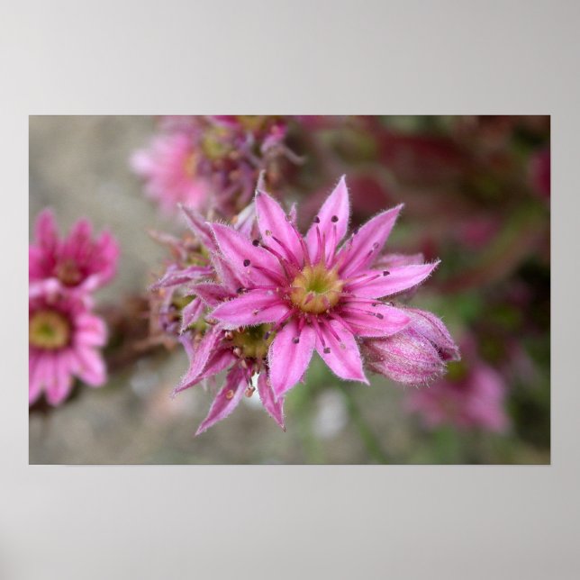 Poster Sempervivum tectorum (Frente)