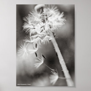 Póster Sending Out Wishes