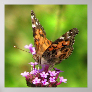 Poster Senhora americana Borboleta