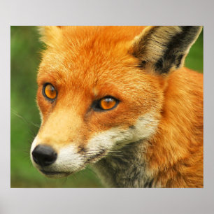 Póster Senhora Foxy