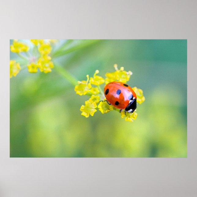 Poster senhora no topo (Frente)