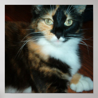 Póster Senhorita. Gatinho