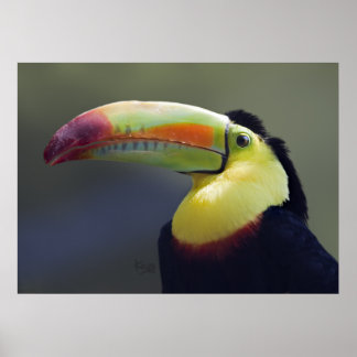 Póster Senor Tuco Print
