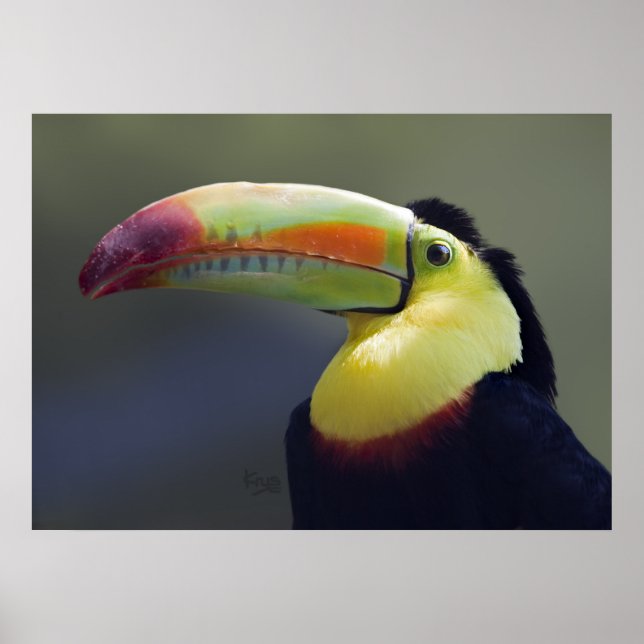 Póster Senor Tuco Print (Frente)