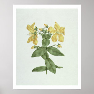 Poster Sensação-Esforço (quartinianum do Hypericum) (w