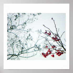 Póster Sensibilização do primavera/Impressão das flore