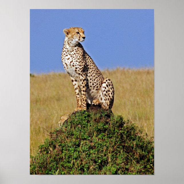 Poster Sentado Cheetah (Frente)
