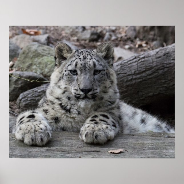 Poster Sentado com o leopardo da neve (Frente)
